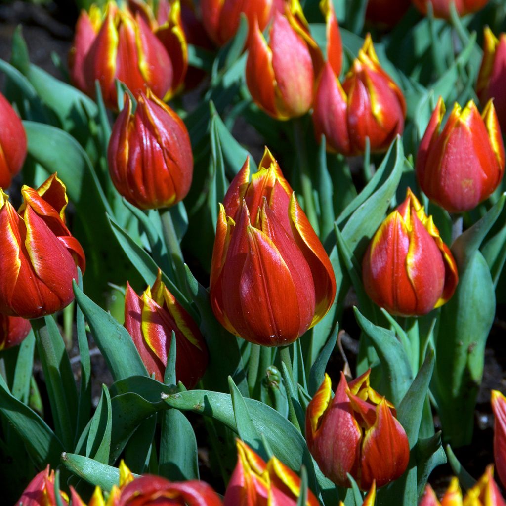 Kasvitieteellinen tulppaani - Tulipa schrenkii