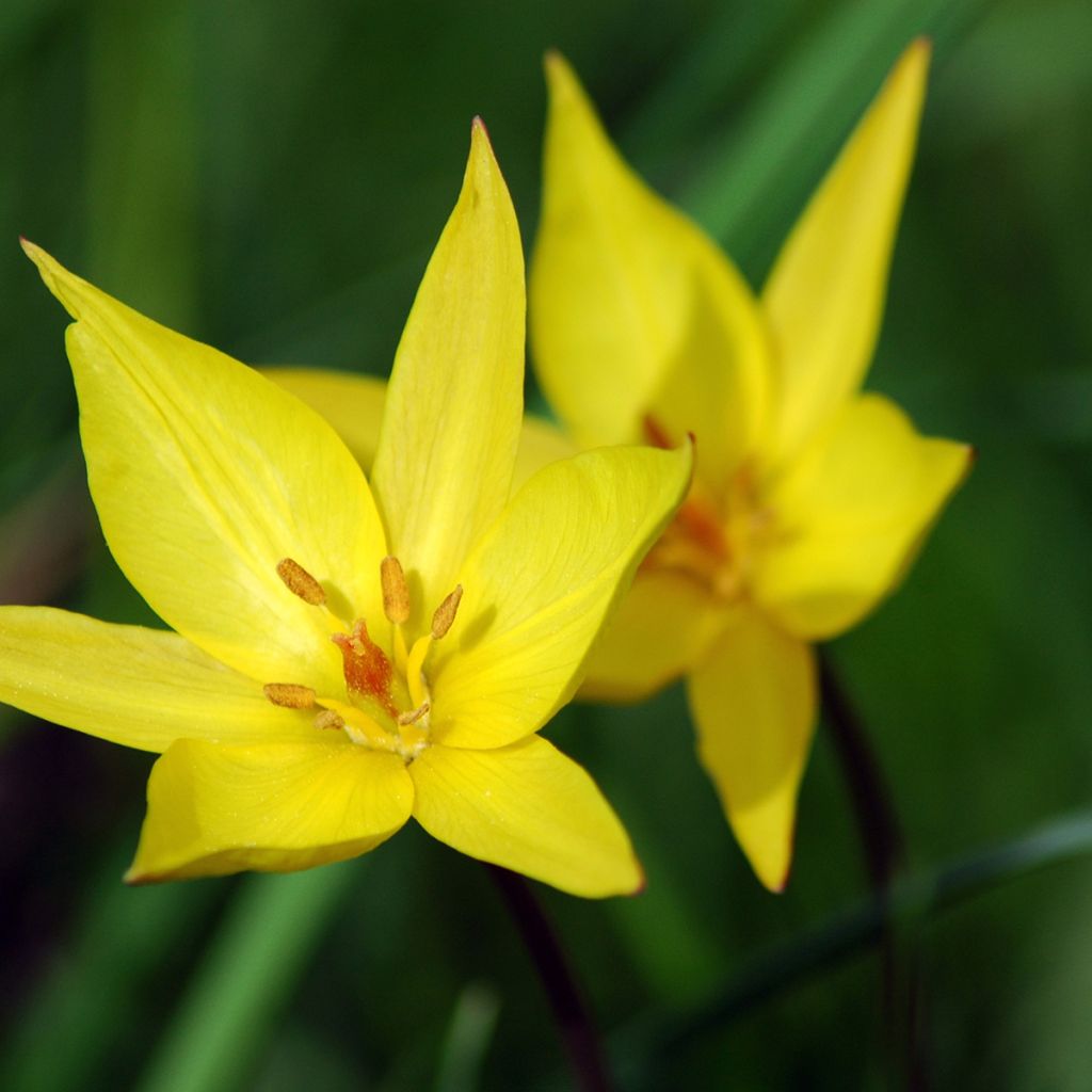 Metsätulppaani - Tulipa sylvestris