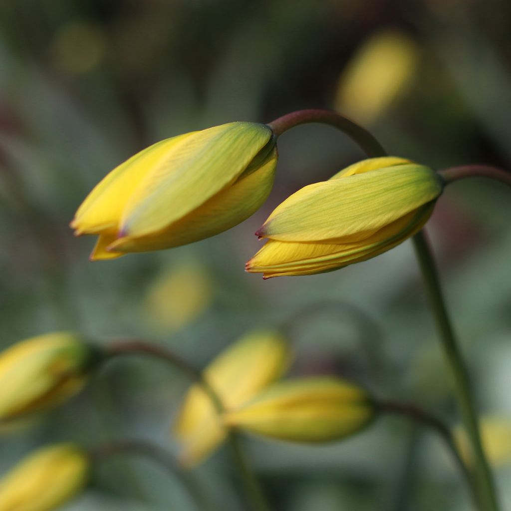 Metsätulppaani - Tulipa sylvestris