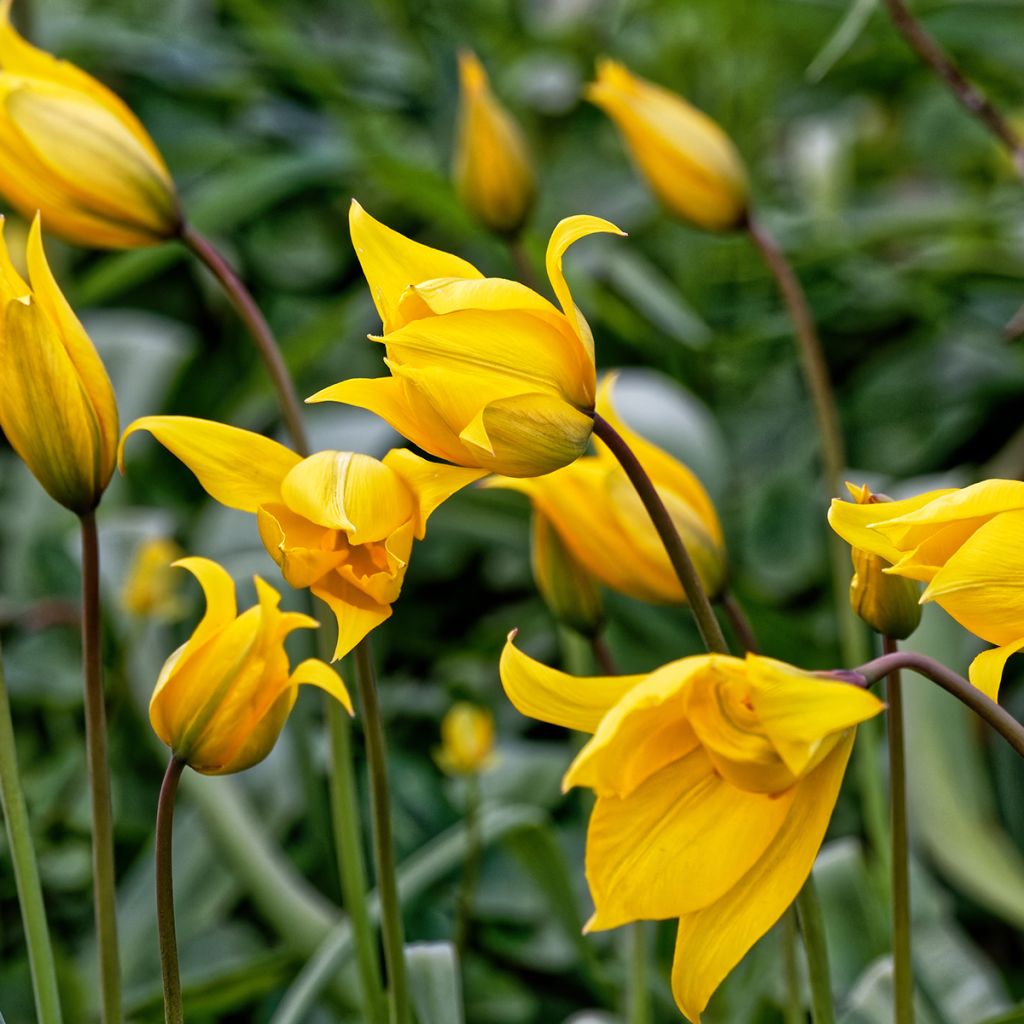 Metsätulppaani - Tulipa sylvestris