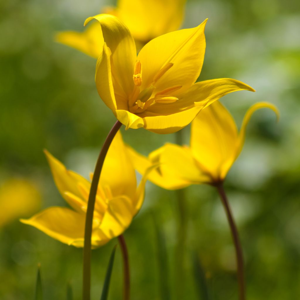 Metsätulppaani - Tulipa sylvestris