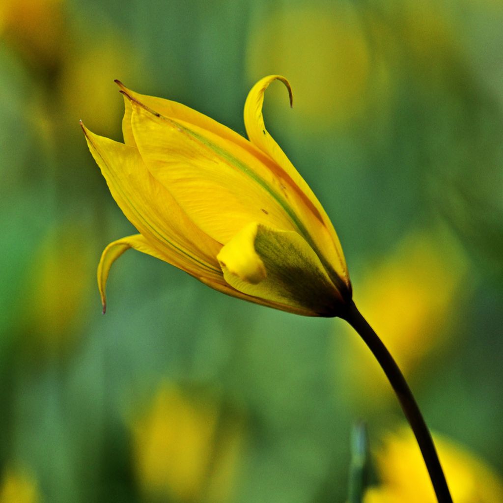 Metsätulppaani - Tulipa sylvestris