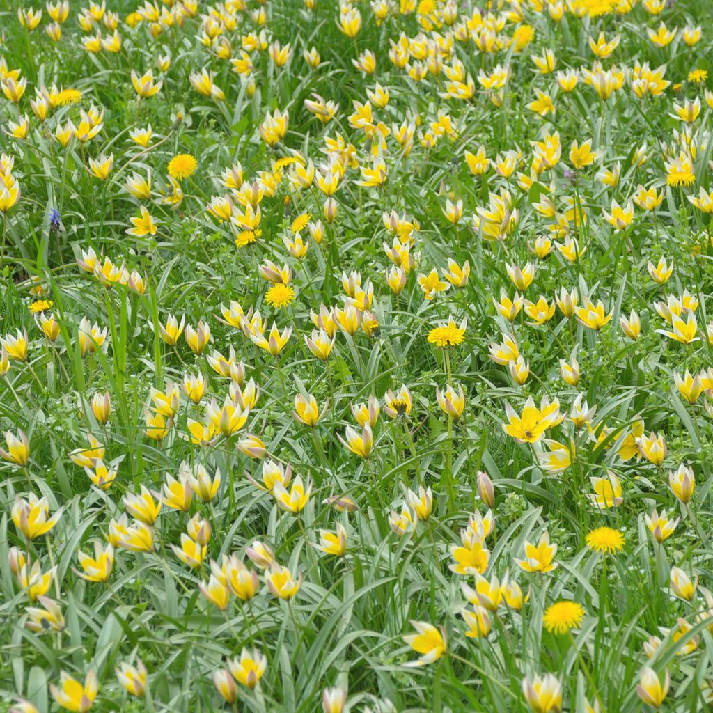 Metsätulppaani - Tulipa sylvestris