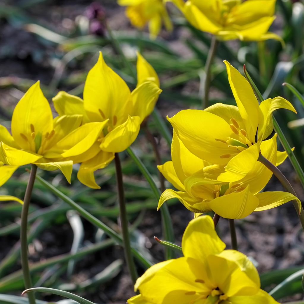 Metsätulppaani - Tulipa sylvestris