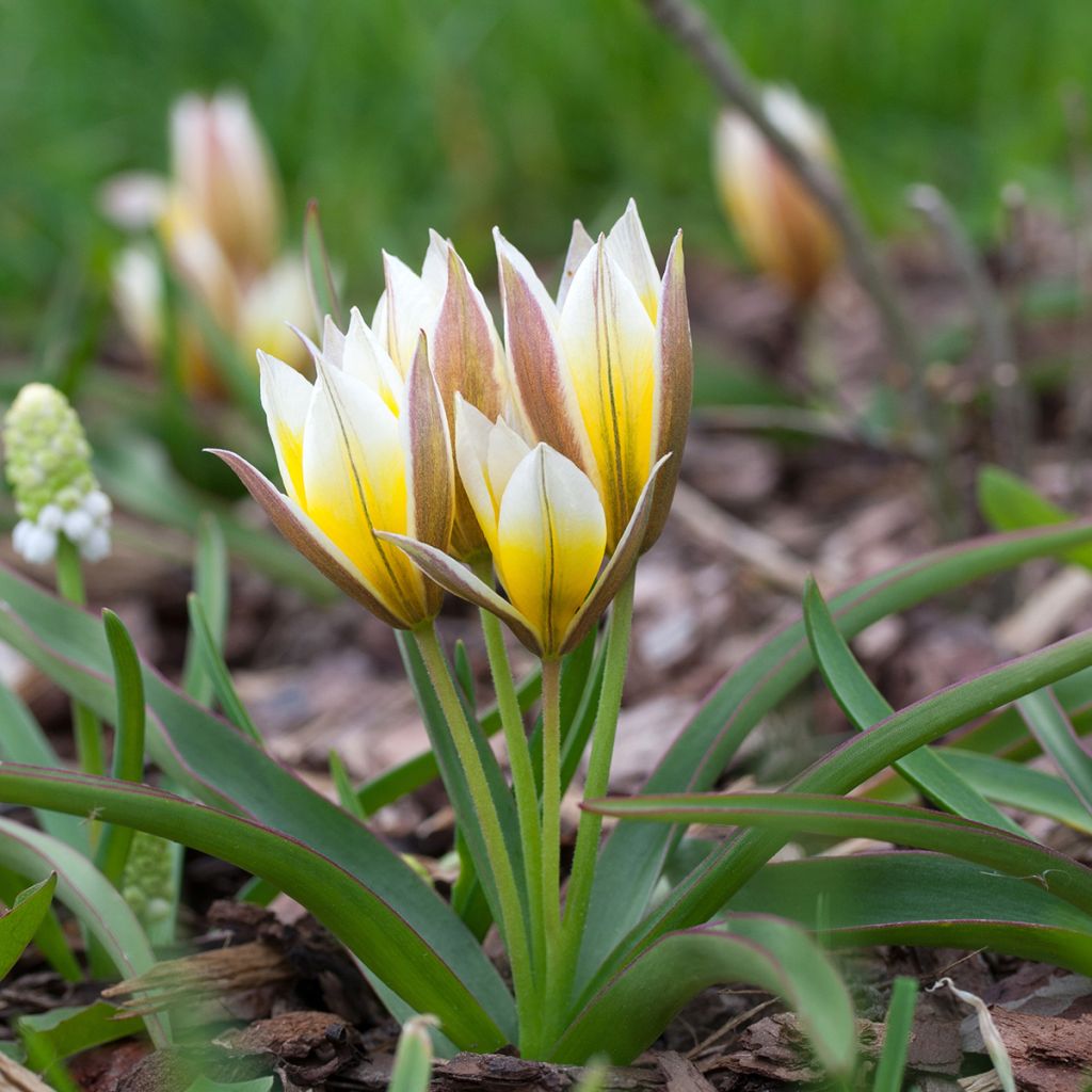 Parvitulppaani - Tulipa tarda
