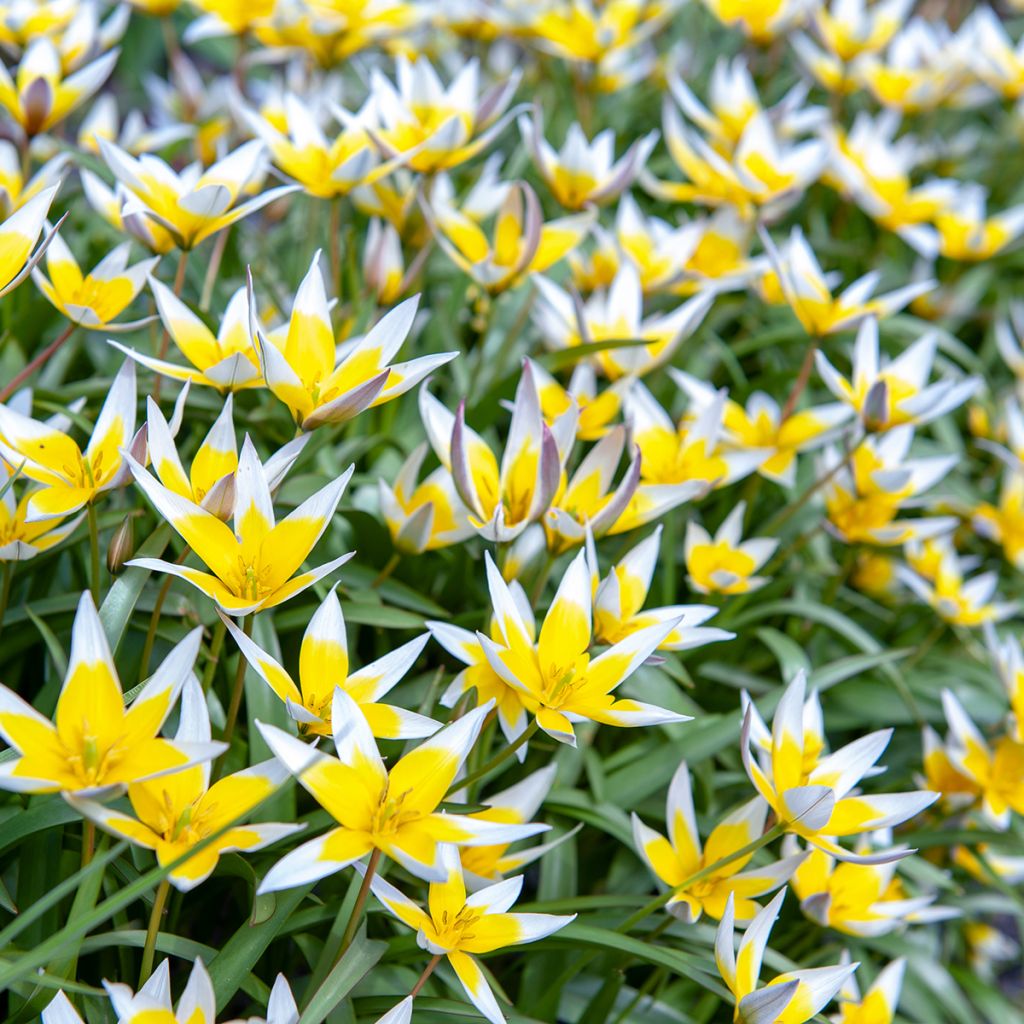 Parvitulppaani - Tulipa tarda