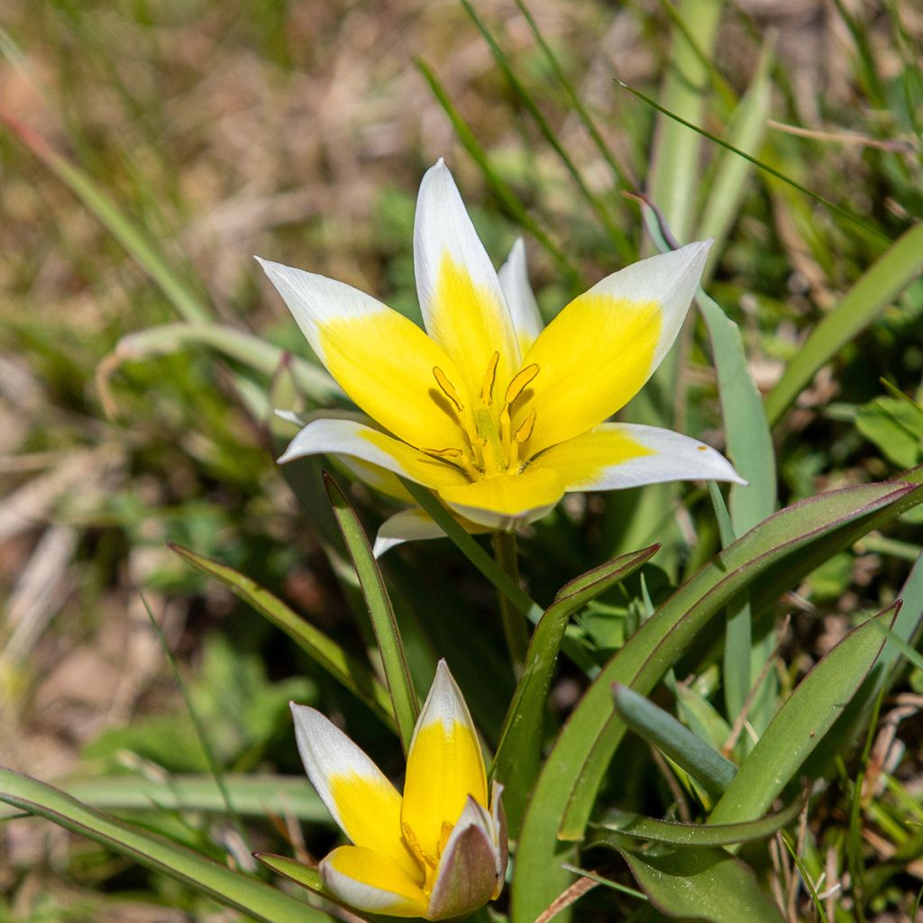 Parvitulppaani - Tulipa tarda
