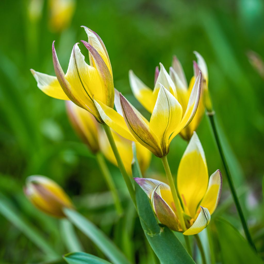 Parvitulppaani - Tulipa tarda