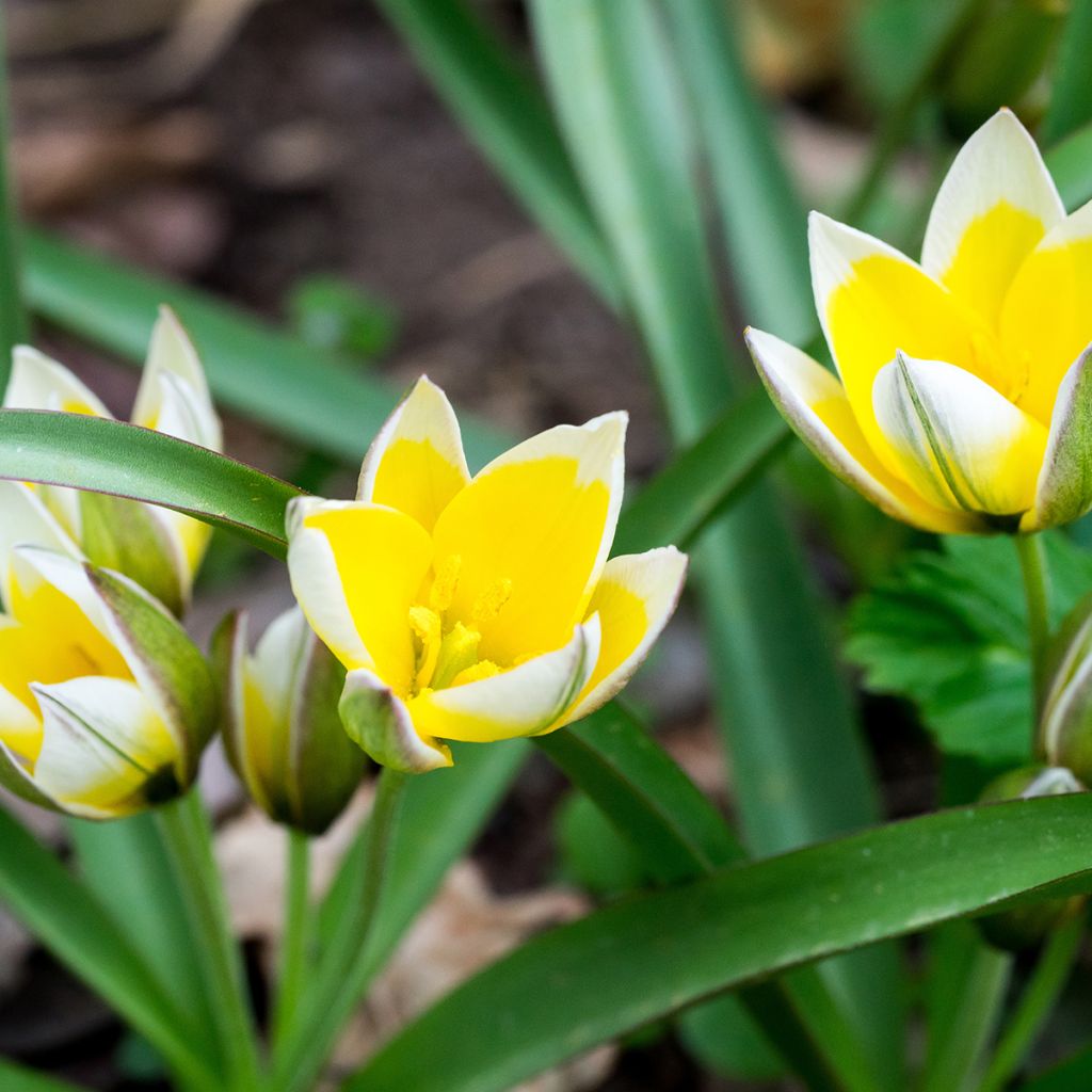 Parvitulppaani - Tulipa tarda