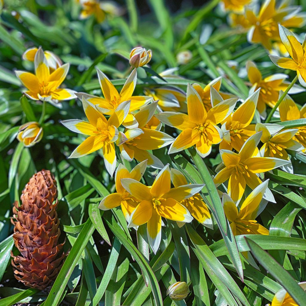 Parvitulppaani - Tulipa tarda