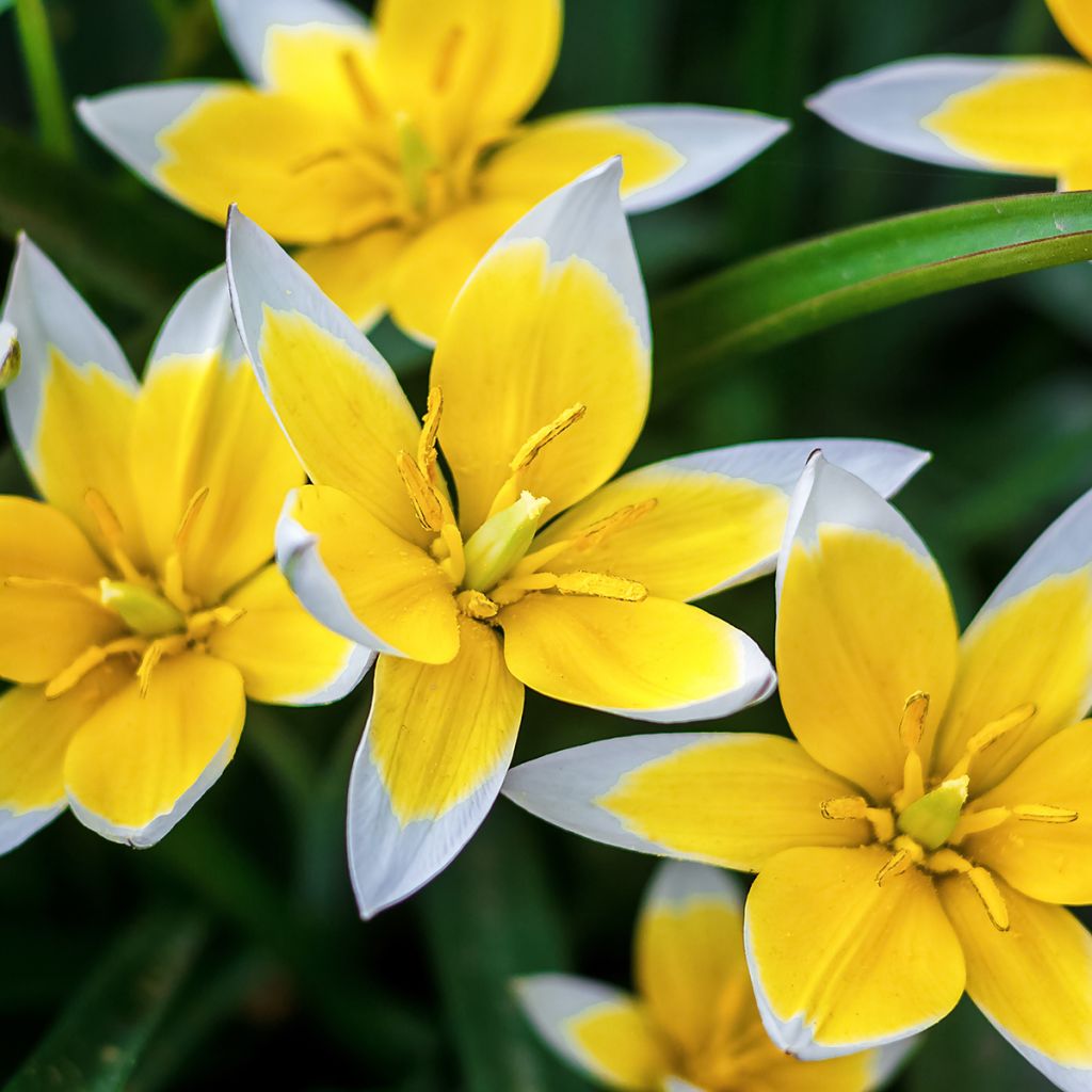 Parvitulppaani - Tulipa tarda