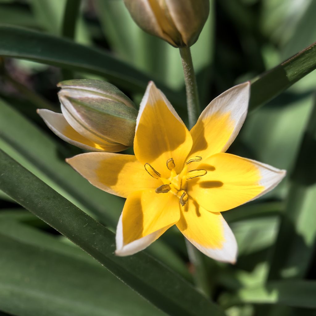 Parvitulppaani - Tulipa tarda