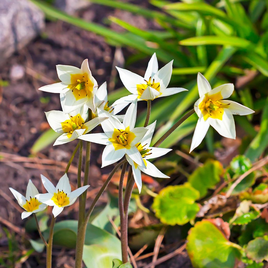 Kääpiötulppaani - Tulipa turkestanica