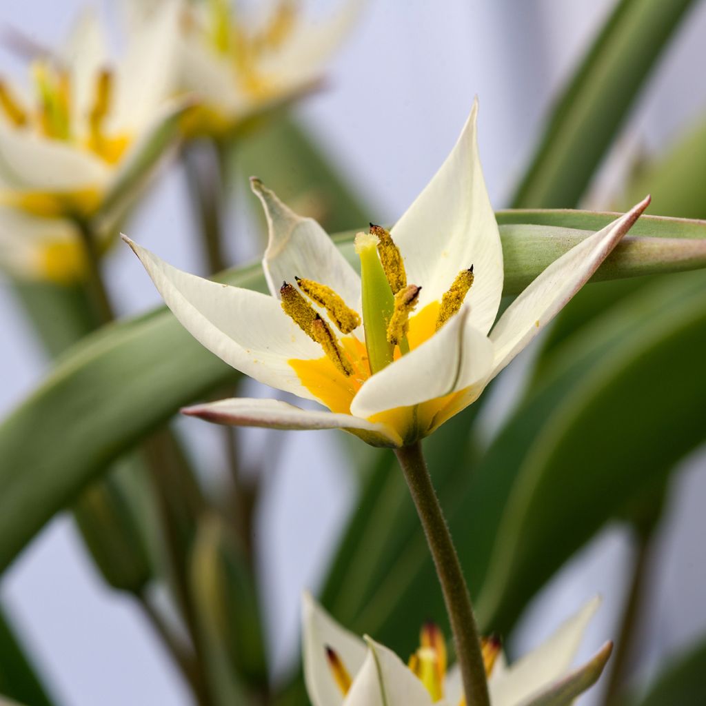 Kääpiötulppaani - Tulipa turkestanica