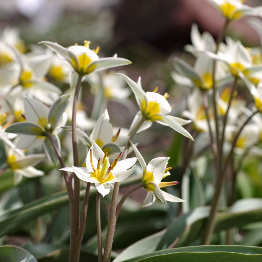 Kääpiötulppaani - Tulipa turkestanica