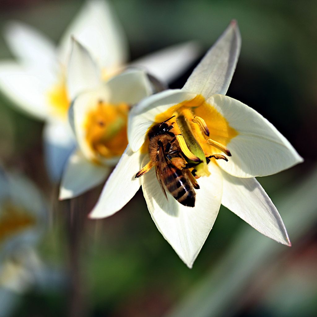 Kääpiötulppaani - Tulipa turkestanica