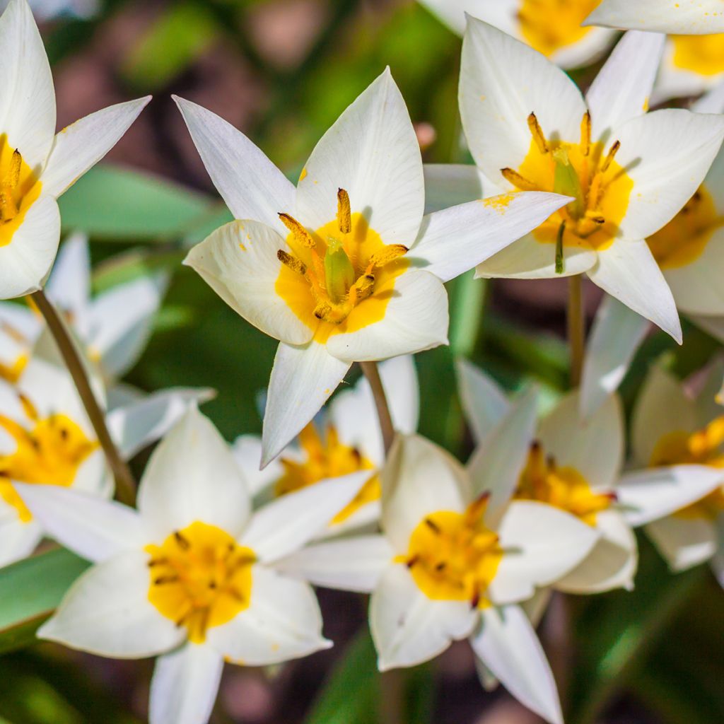 Kääpiötulppaani - Tulipa turkestanica