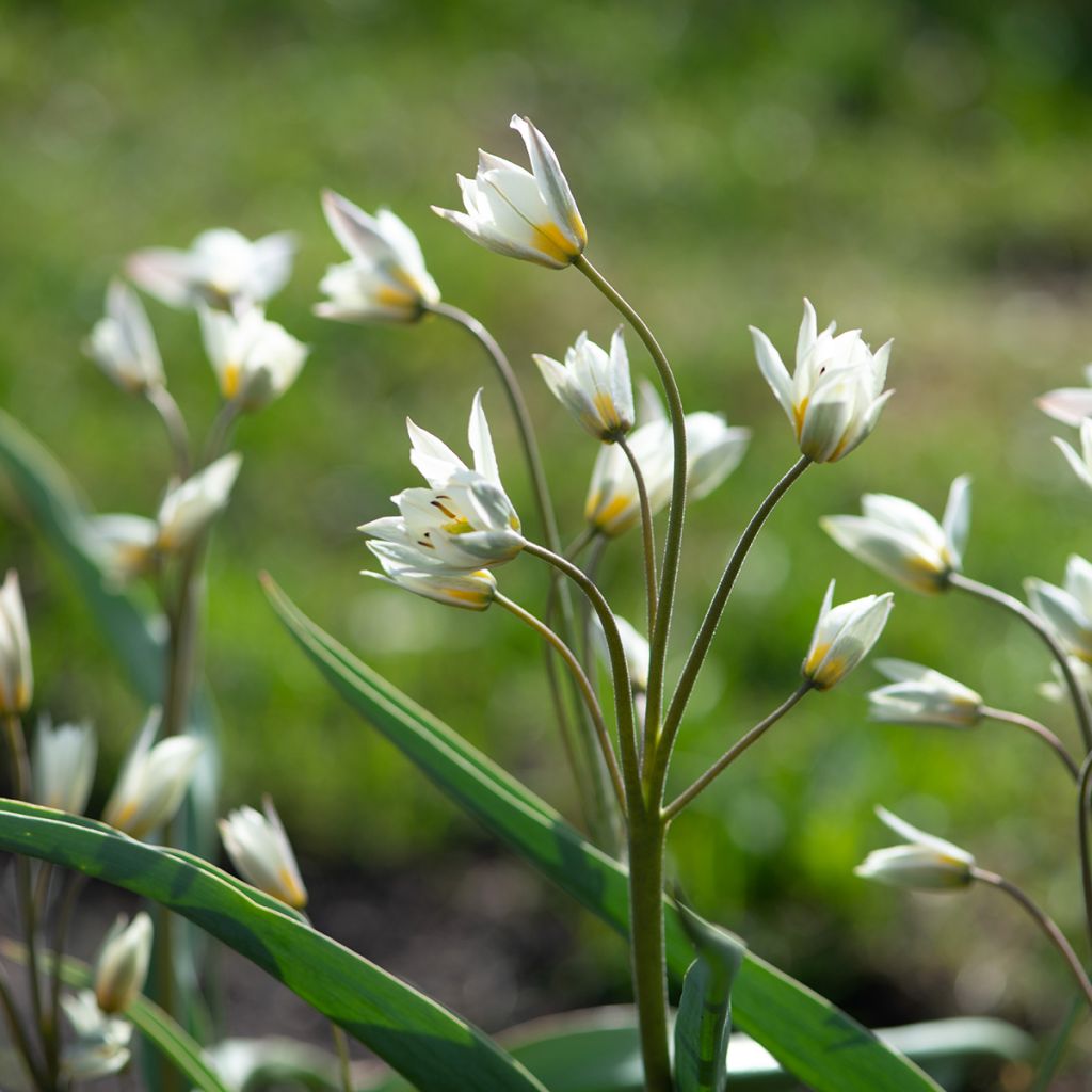 Kääpiötulppaani - Tulipa turkestanica
