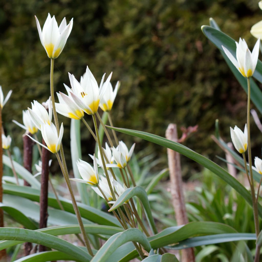 Kääpiötulppaani - Tulipa turkestanica