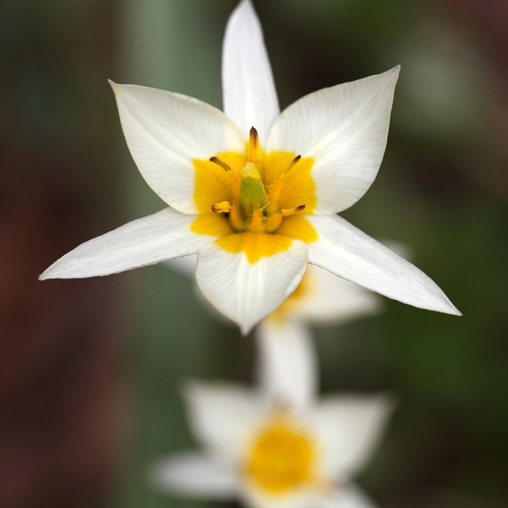 Kääpiötulppaani - Tulipa turkestanica