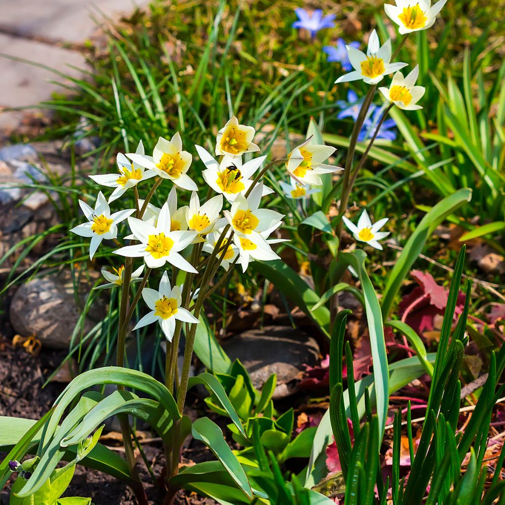 Kääpiötulppaani - Tulipa turkestanica