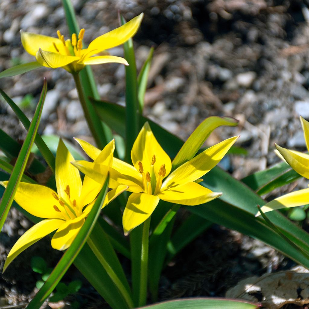 Parvitulppaani - Tulipa urumiensis