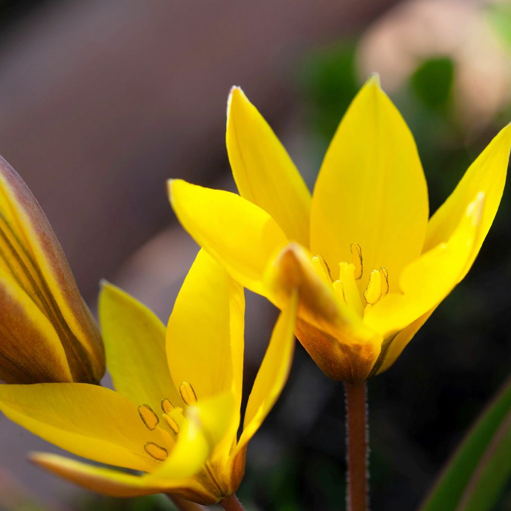Parvitulppaani - Tulipa urumiensis