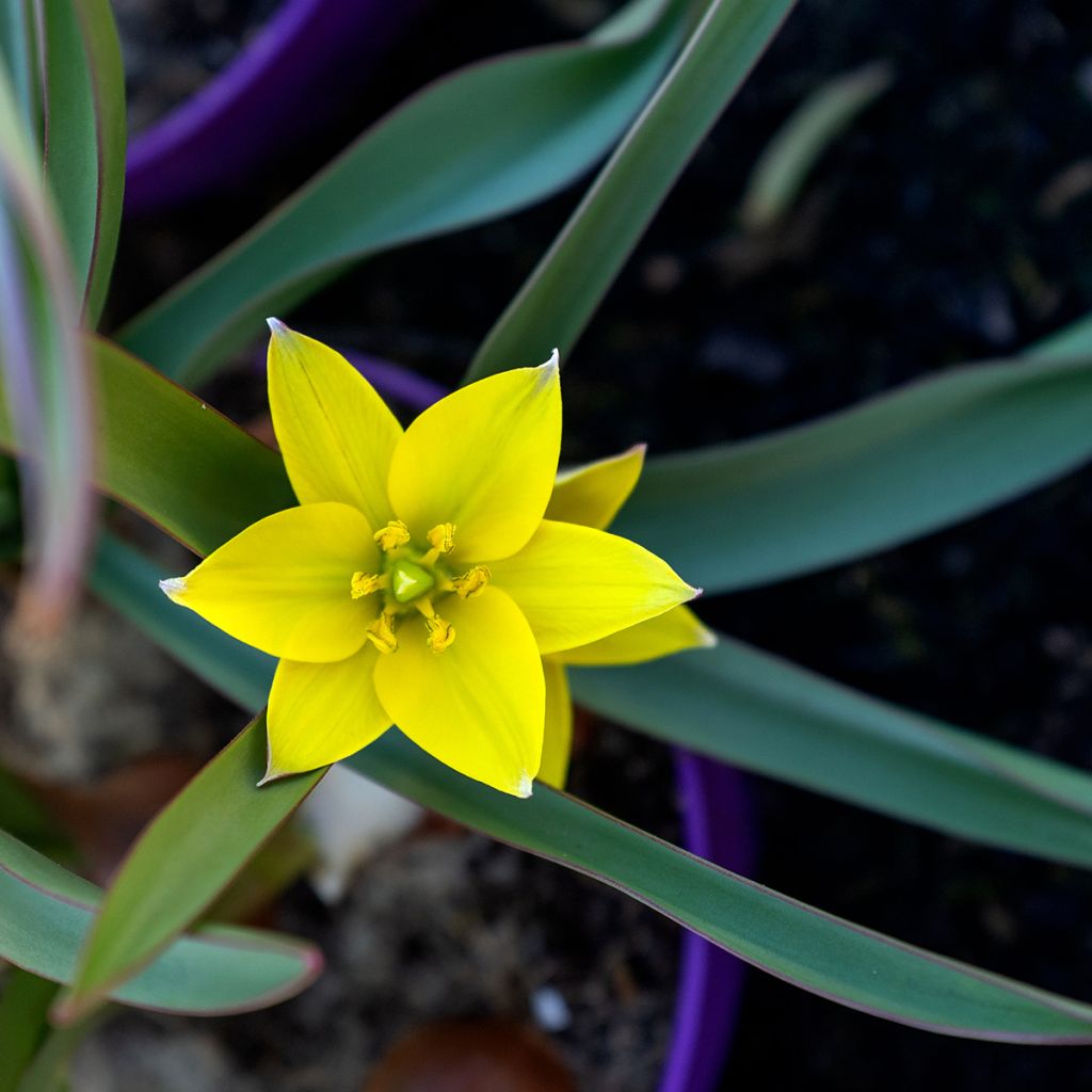 Parvitulppaani - Tulipa urumiensis