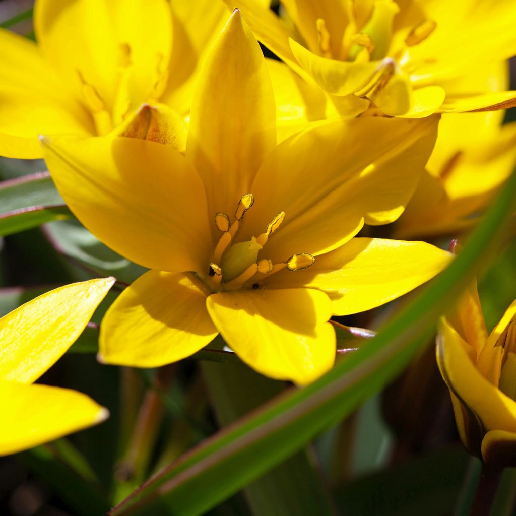 Parvitulppaani - Tulipa urumiensis