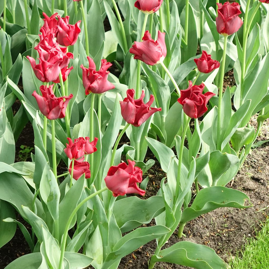 Coronet-tulppaani Red Dress