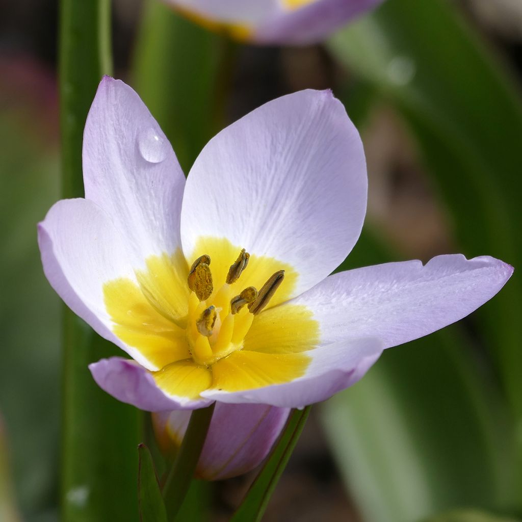 Syreenitulppaani - Tulipa saxatilis