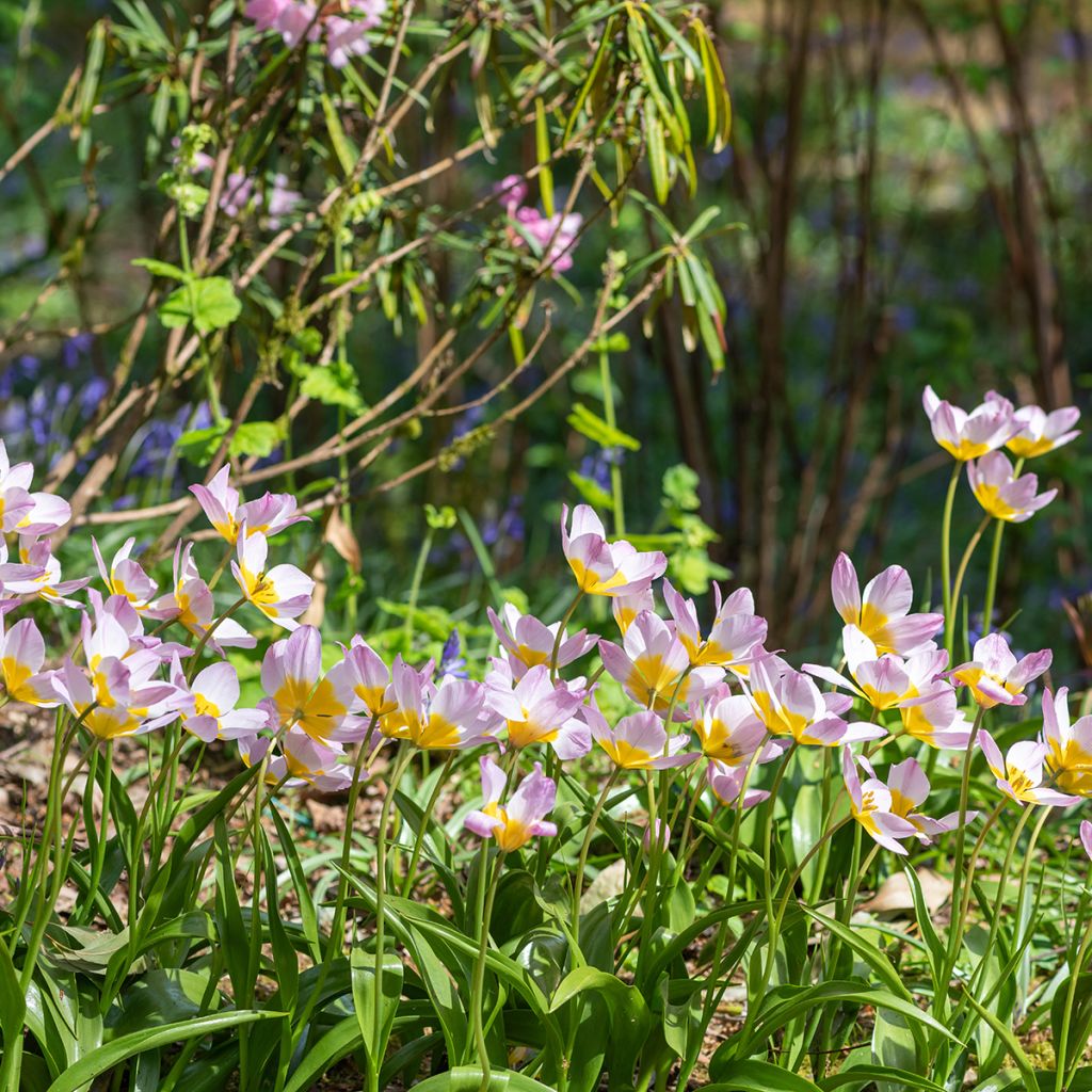 Syreenitulppaani - Tulipa saxatilis