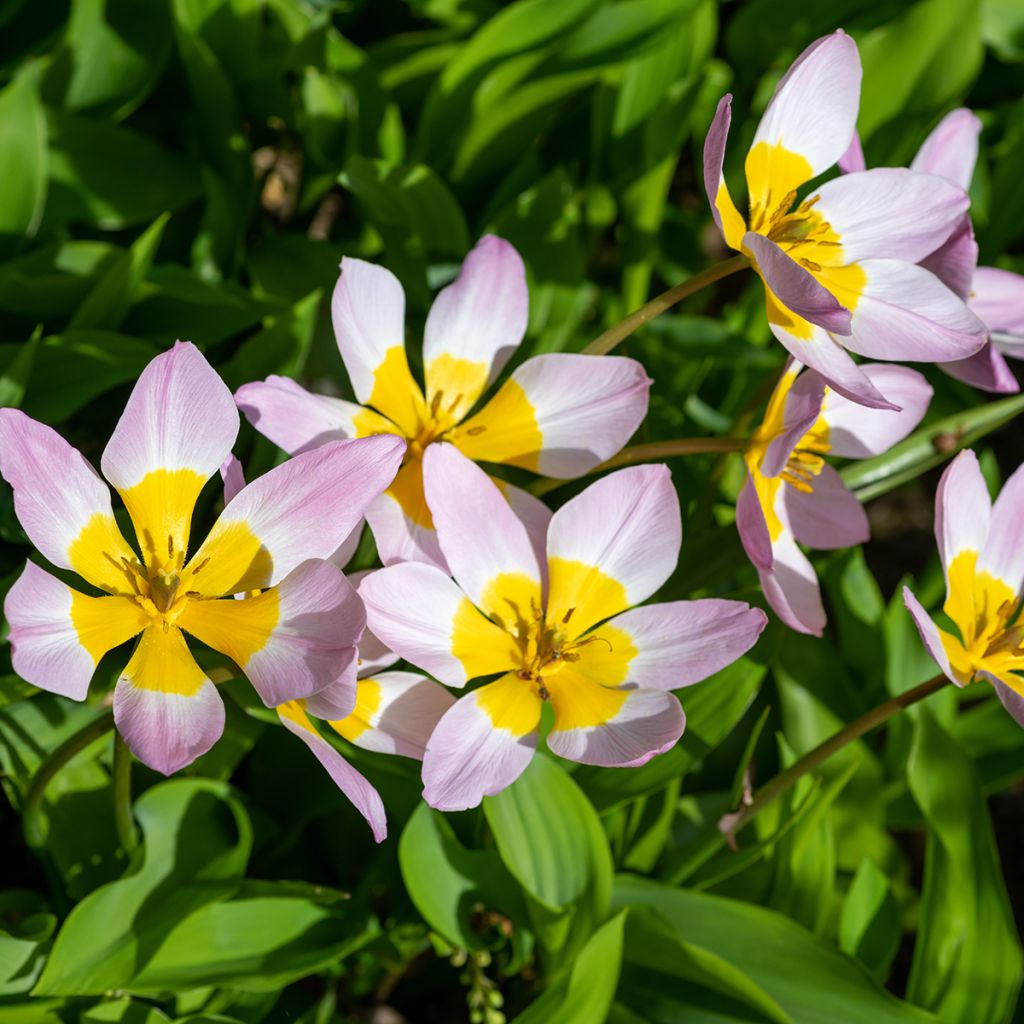 Syreenitulppaani - Tulipa saxatilis