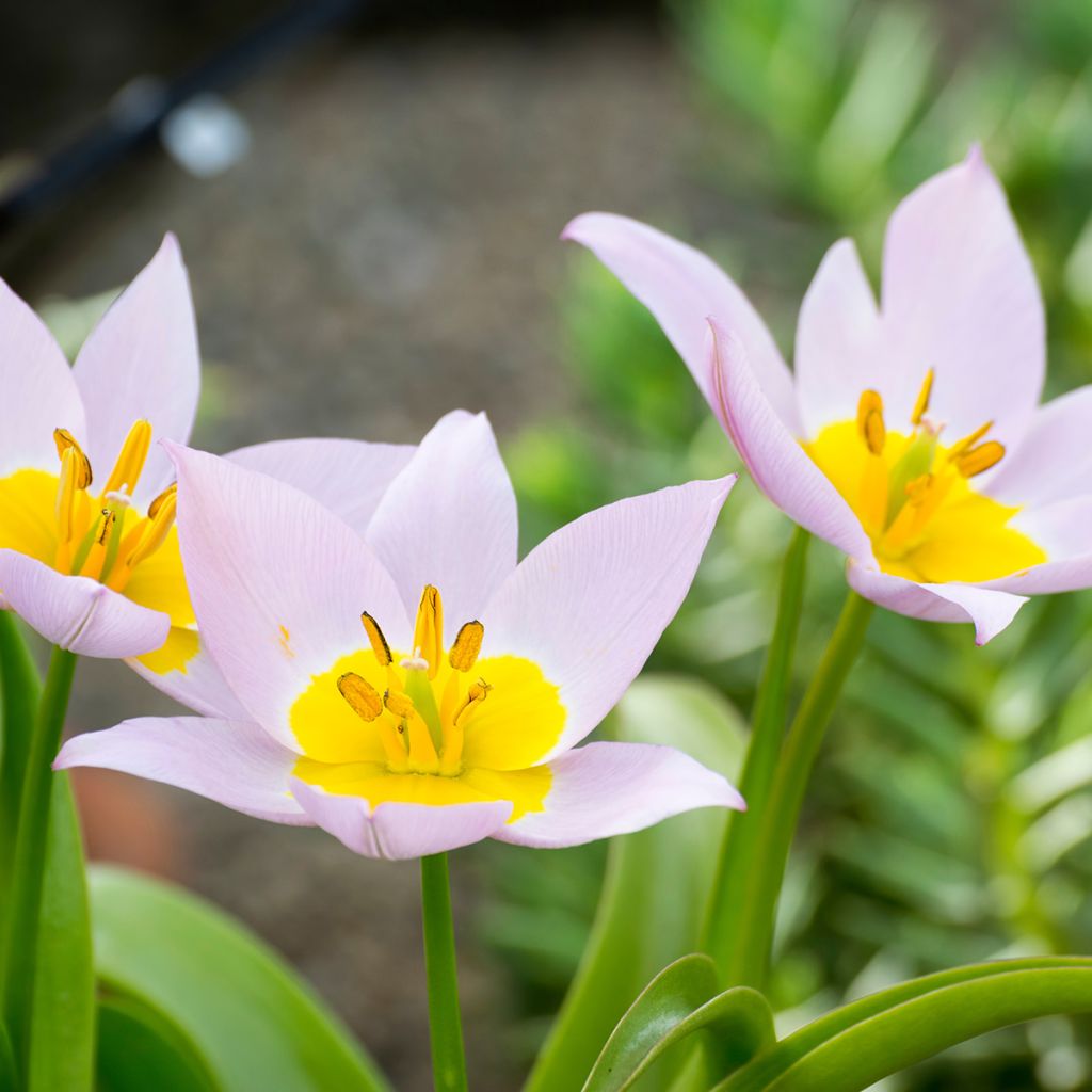 Syreenitulppaani - Tulipa saxatilis