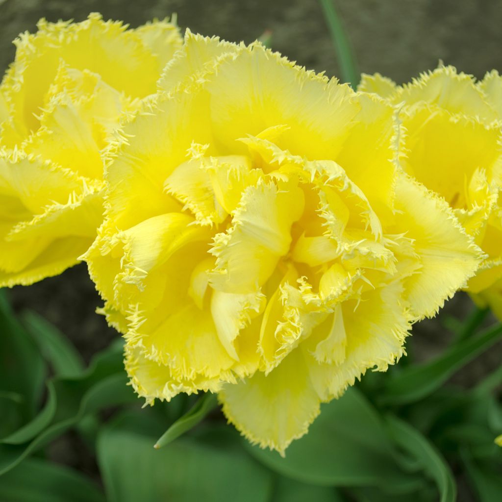 Ripsureunatulppaani Exotic Sun