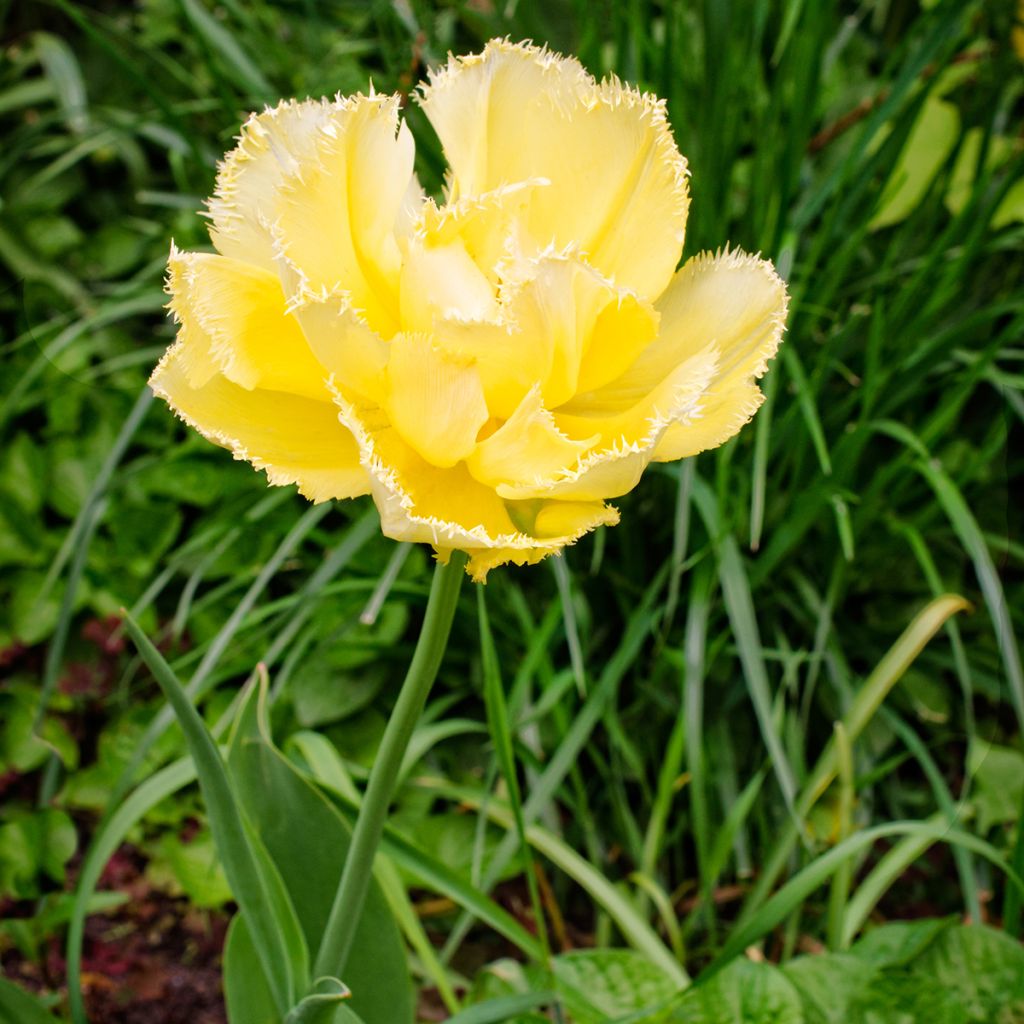 Ripsureunatulppaani Exotic Sun