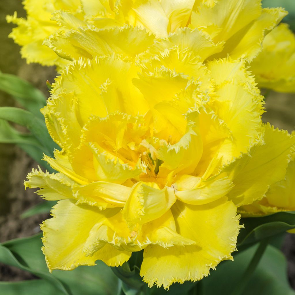 Ripsureunatulppaani Exotic Sun