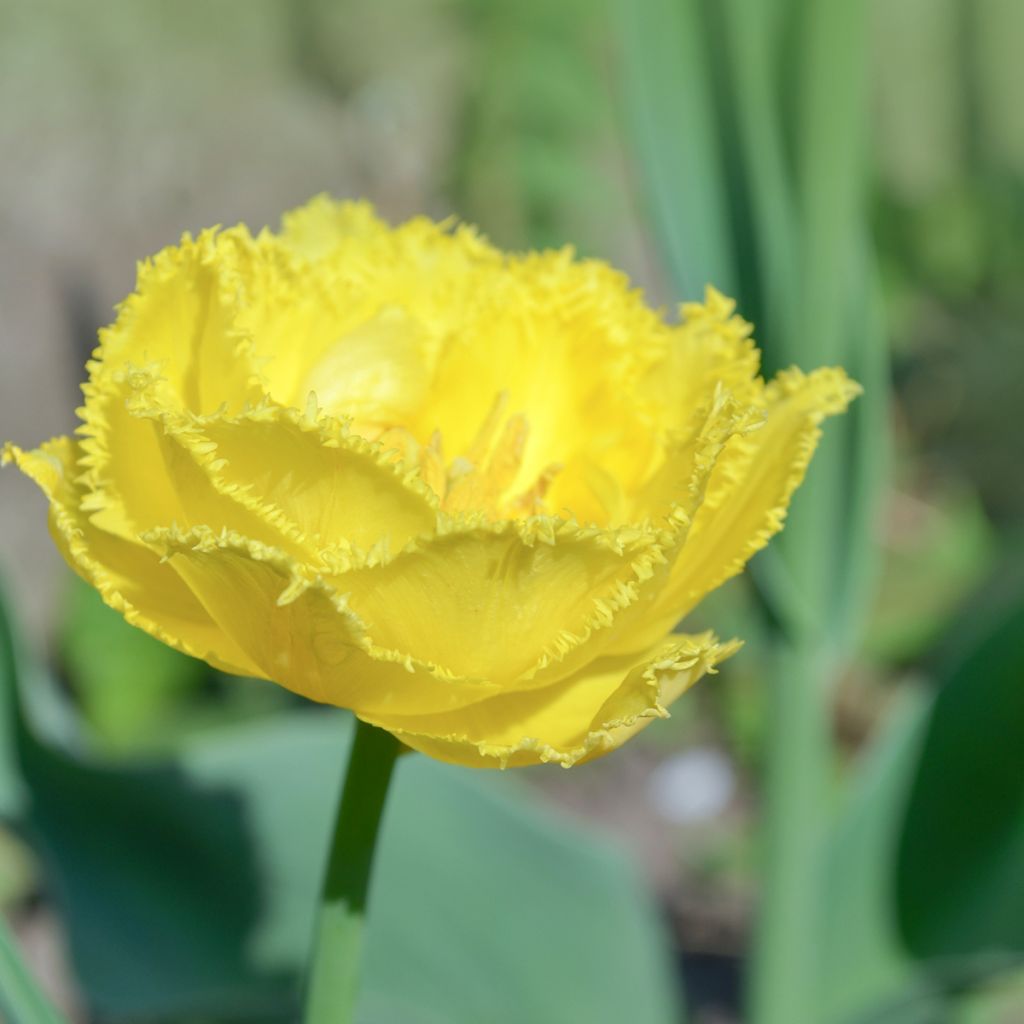 Ripsureunatulppaani Exotic Sun