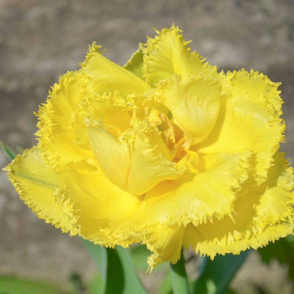 Ripsureunatulppaani Exotic Sun