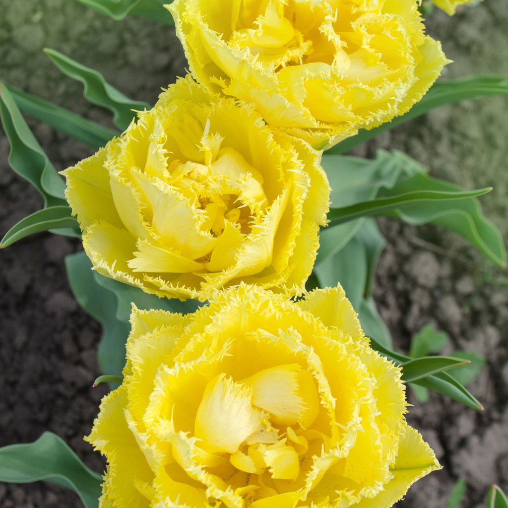Ripsureunatulppaani Exotic Sun