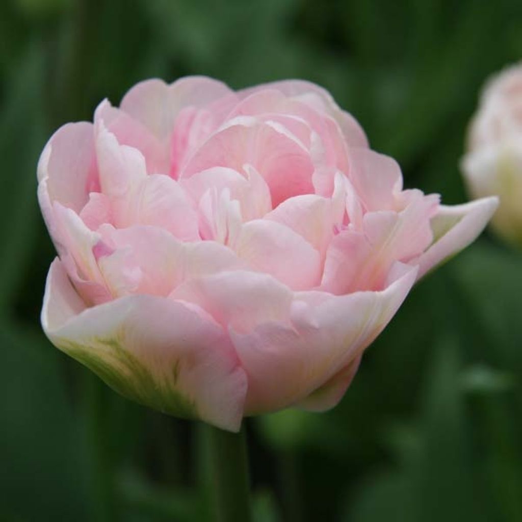 Myöhäinen kerrottu tulppaani Angelique
