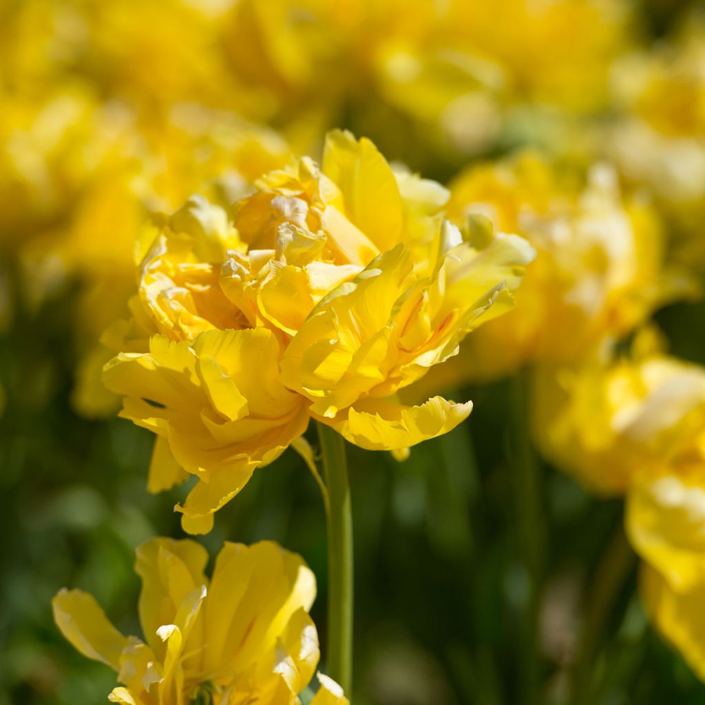 Varhainen kerrottu tulppaani Yellow Margarita