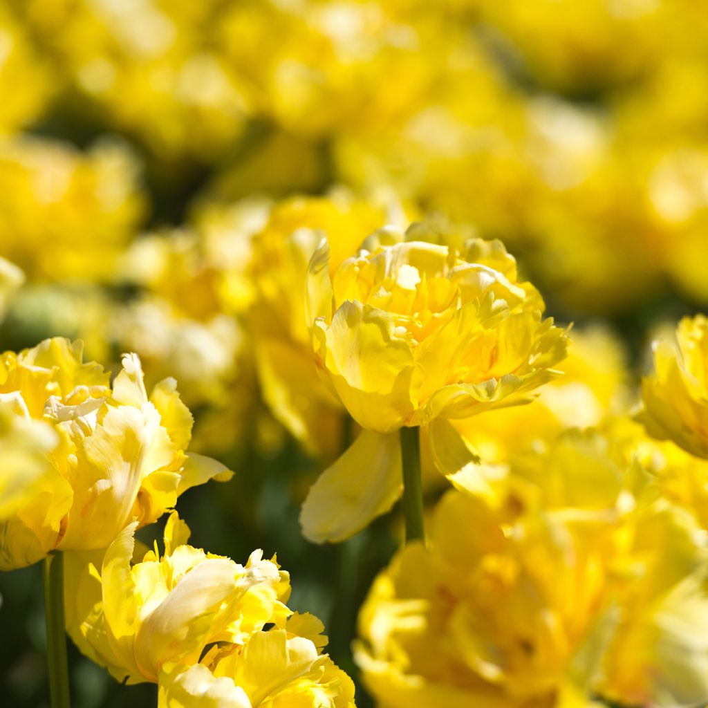 Varhainen kerrottu tulppaani Yellow Margarita