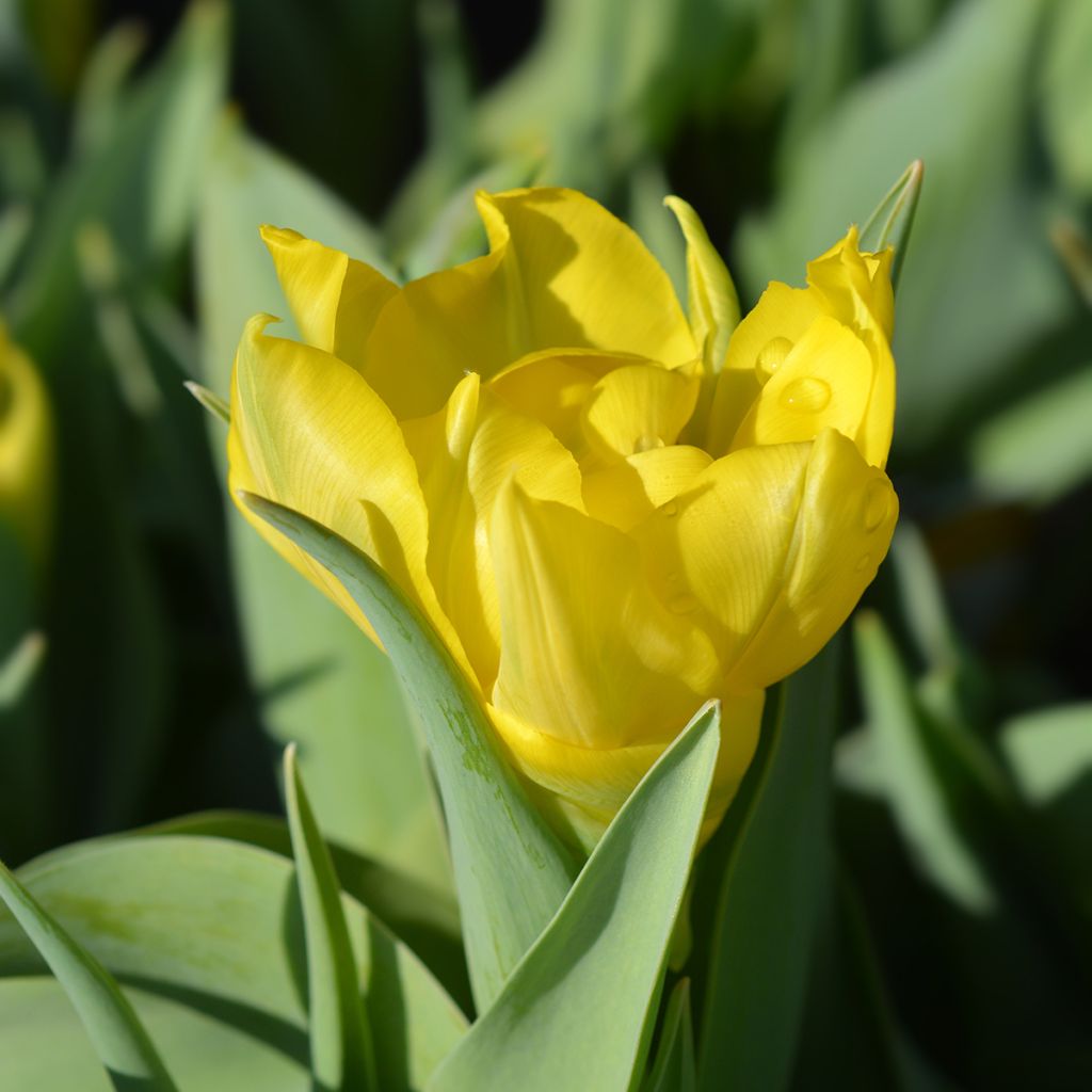 Varhainen kerrottu tulppaani Yellow Baby