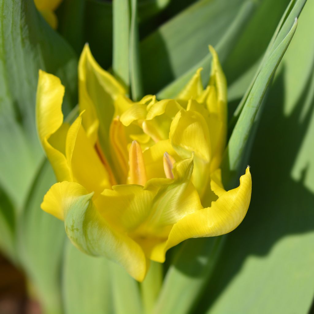 Varhainen kerrottu tulppaani Yellow Baby
