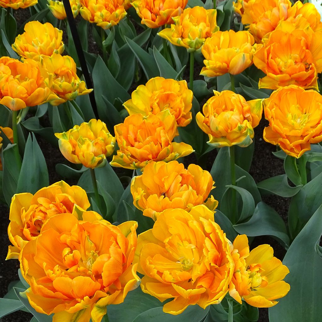 Myöhäinen kerrottu tulppaani Orange Princess