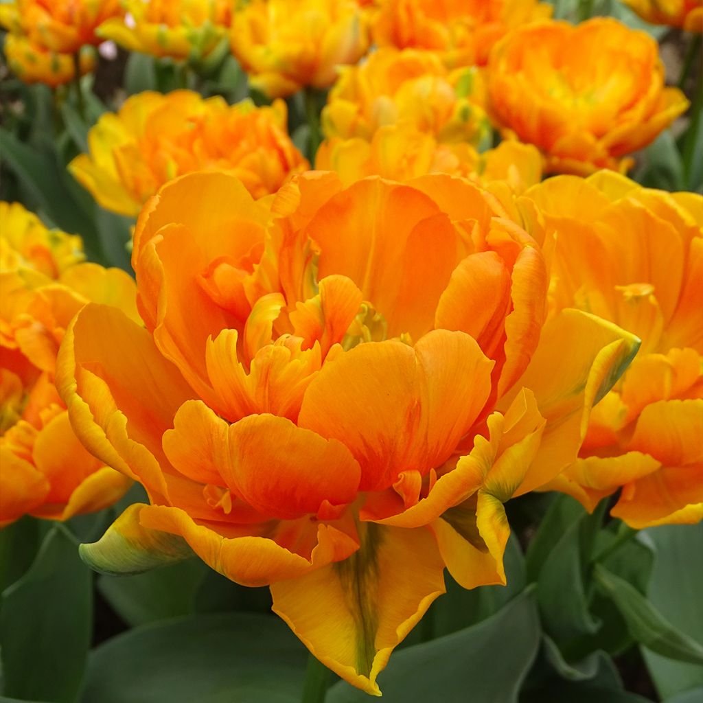 Myöhäinen kerrottu tulppaani Orange Princess