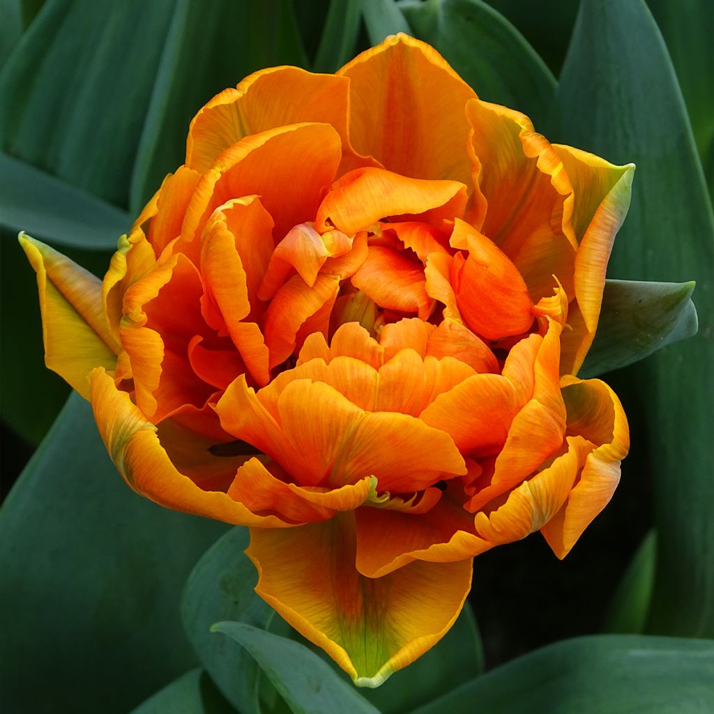 Myöhäinen kerrottu tulppaani Orange Princess
