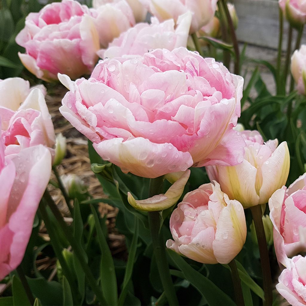 Myöhäinen kerrottu tulppaani Angelique