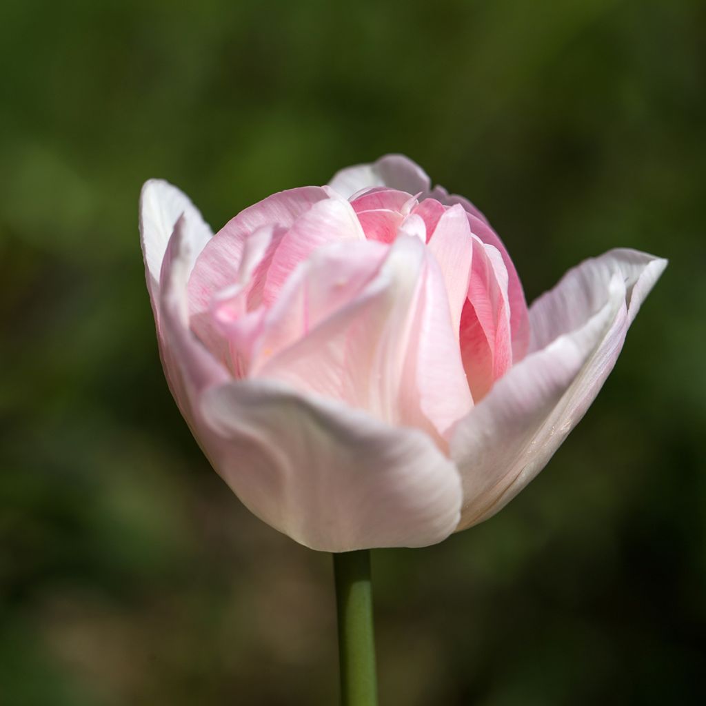 Myöhäinen kerrottu tulppaani Angelique
